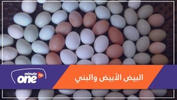 تعرف على الفرق بين البيض البني والأبيض؟