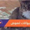 اتهموا الحيوانات بسرقة أموال مفقودة.. هكذا برر مسؤولو هذه الدولة فسادهم!