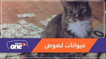 اتهموا الحيوانات بسرقة أموال مفقودة.. هكذا برر مسؤولو هذه الدولة فسادهم!