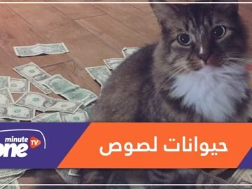 اتهموا الحيوانات بسرقة أموال مفقودة.. هكذا برر مسؤولو هذه الدولة فسادهم!