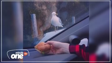 مقلب طريف لأحد الطيور.. هذا ما يحدث معك عندما تتضور جوعا!