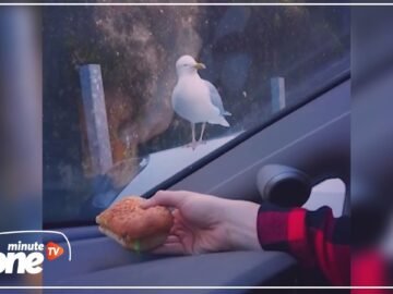 مقلب طريف لأحد الطيور.. هذا ما يحدث معك عندما تتضور جوعا!
