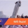 في سابقة.. السعودية تحنط الجميلة خزامة