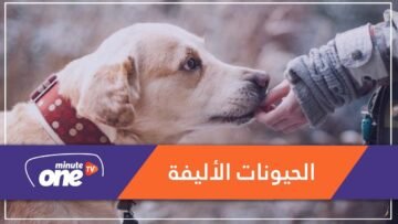 كيف يفكر حيوانك الأليف فيك؟