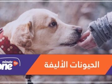 كيف يفكر حيوانك الأليف فيك؟