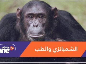 كيف تمارس الشمبانزي المثقفة مهنة الطب؟