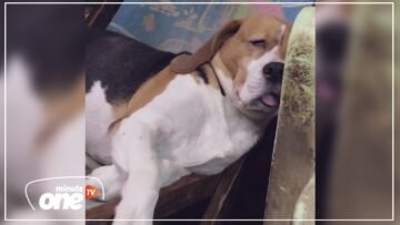 حينما ترفض أن تستيقظ يوم العمل!