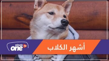 الكلب بودي من أشهر عارضي الأزياء الرجالية.. ماقصته؟