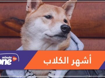 الكلب بودي من أشهر عارضي الأزياء الرجالية.. ماقصته؟
