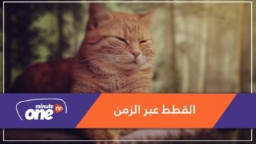 البعض كان يعتقدها شياطين.. خرافات شهيرة في مختلف الحضارات حول القطط