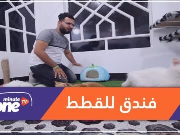 في العراق :اكتشف أول فندق للقطط.. مقابل 4 دولارات في الليلة