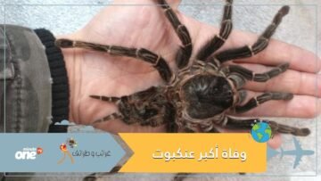 وفاة أكبر أنثى عنكبوت في العالم.. عاشت 43 عامًا!