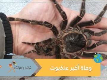 وفاة أكبر أنثى عنكبوت في العالم.. عاشت 43 عامًا!