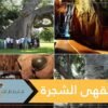 شاهد.. مقهى داخل شجرة مجوفة عمرها 6000 سنة