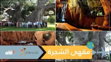 شاهد.. مقهى داخل شجرة مجوفة عمرها 6000 سنة