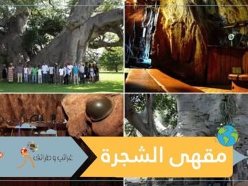 شاهد.. مقهى داخل شجرة مجوفة عمرها 6000 سنة