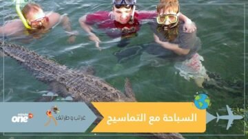 سبحوا مع التماسيح.. بل دفعوا نحو 6800 دولار للغوص معها!