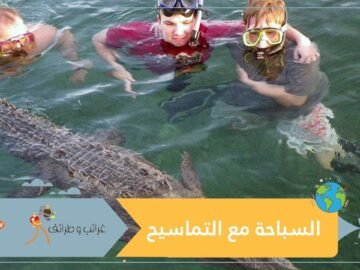 سبحوا مع التماسيح.. بل دفعوا نحو 6800 دولار للغوص معها!