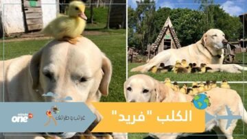 شاهد كيف يعتني كلب بـ9 بطات أكل الثعلب أمها