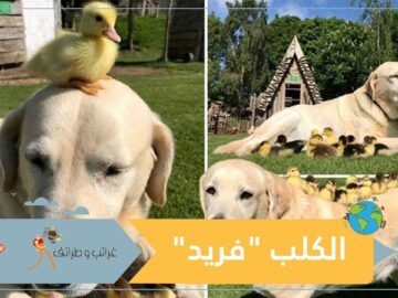 شاهد كيف يعتني كلب بـ9 بطات أكل الثعلب أمها