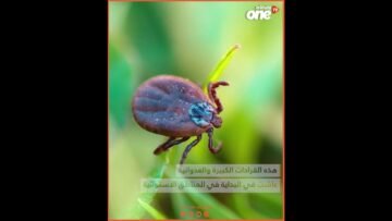 خاص: [ID: QR6ekwcQ3Sk] Youtube Automatic