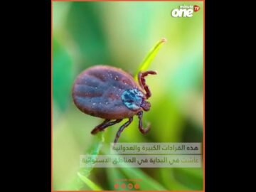 خاص: [ID: QR6ekwcQ3Sk] Youtube Automatic