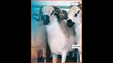 خاص: [ID: EwoC7nRhQ8w] Youtube Automatic
