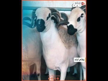 خاص: [ID: EwoC7nRhQ8w] Youtube Automatic