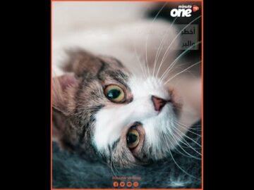 خاص: [ID: mQQ4B_TncT0] Youtube Automatic