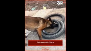 خاص: [ID: NBzHgPZlMjc] Youtube Automatic
