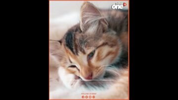 خاص: [ID: RMKi-wFUhrA] Youtube Automatic