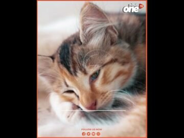 خاص: [ID: RMKi-wFUhrA] Youtube Automatic