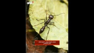 خاص: [ID: Yc9tn7NKVnY] Youtube Automatic