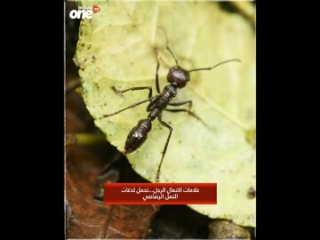 خاص: [ID: Yc9tn7NKVnY] Youtube Automatic