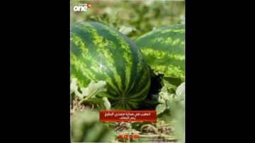 خاص: [ID: ifAKzsV1y7o] Youtube Automatic