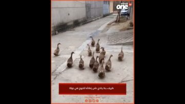 خاص: [ID: h0BnTUPysY8] Youtube Automatic