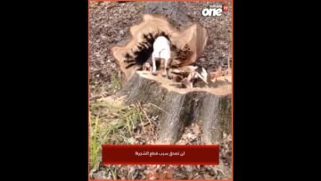 خاص: [ID: nrOqVUJaUcg] Youtube Automatic