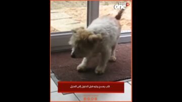 خاص: [ID: r3kJ4p2oWYA] Youtube Automatic