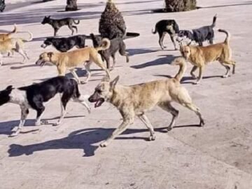 8b8d22bc9422d2cc93c4742f7e49db29_XL