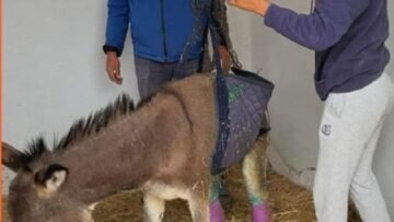 WhatsApp Image 2024-10-17 à 16.09.51_e1c6d4fe