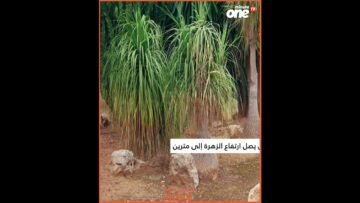 خاص: [ID: ZUic6tkr0ho] Youtube Automatic