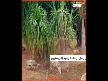 خاص: [ID: ZUic6tkr0ho] Youtube Automatic