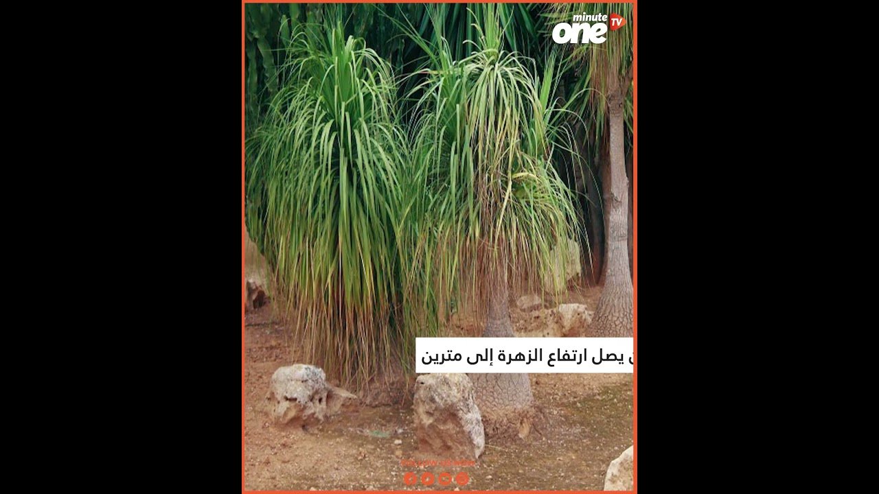 التحميل المسبق صورة