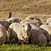 Sheep_eating_grass_edit02