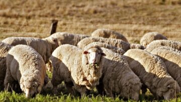 Sheep_eating_grass_edit02