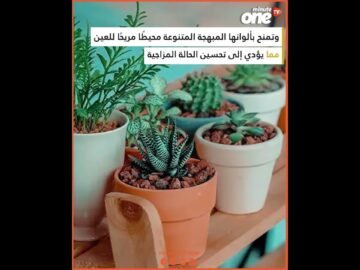 خاص: [ID: v2egMkiYgrw] Youtube Automatic