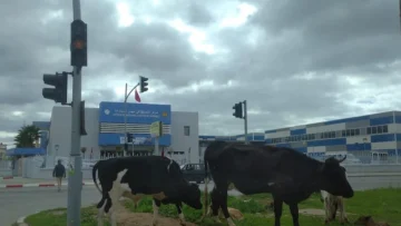 kenitra-troupeau-d-animaux-1