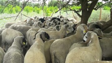 الانتاج-الحيواني-من-الأغنام-960×540