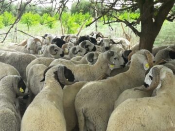 الانتاج-الحيواني-من-الأغنام-960×540