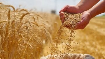 قمح5901f271-cf3f-452a-b423-4c47ee32f4e5